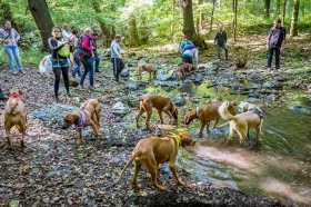 II. Ridgeback falkatra 2015