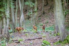 II. Ridgeback falkatra 2015