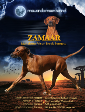 Zammar_stud_dog