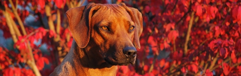 Rhodesian Ridgeback Fana